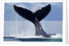 Tail Slapping Humpback Whale, Alaska by Anonymous