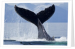 Tail Slapping Humpback Whale, Alaska by Anonymous