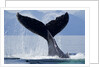 Tail Slapping Humpback Whale, Alaska by Anonymous