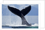 Tail Slapping Humpback Whale, Alaska by Anonymous