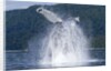 Breaching Humpback Whale, Alaska by Anonymous
