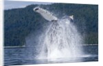 Breaching Humpback Whale, Alaska by Anonymous