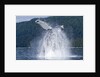 Breaching Humpback Whale, Alaska by Anonymous
