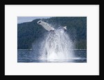 Breaching Humpback Whale, Alaska by Anonymous