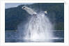 Breaching Humpback Whale, Alaska by Anonymous
