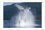 Breaching Humpback Whale, Alaska by Anonymous