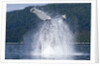 Breaching Humpback Whale, Alaska by Anonymous