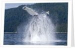 Breaching Humpback Whale, Alaska by Anonymous