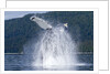 Breaching Humpback Whale, Alaska by Anonymous