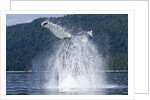 Breaching Humpback Whale, Alaska by Anonymous