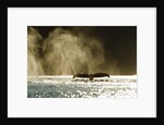 Diving Humpback Whale, Alaska by Anonymous