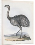 Darwin's Rhea or Lesser Rhea by Anonymous