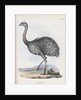 Darwin's Rhea or Lesser Rhea by Anonymous