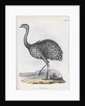 Darwin's Rhea or Lesser Rhea by Anonymous