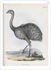 Darwin's Rhea or Lesser Rhea by Anonymous