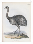 Darwin's Rhea or Lesser Rhea by Anonymous