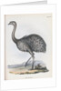 Darwin's Rhea or Lesser Rhea by Anonymous