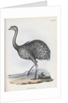 Darwin's Rhea or Lesser Rhea by Anonymous