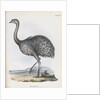 Darwin's Rhea or Lesser Rhea by Anonymous