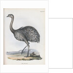 Darwin's Rhea or Lesser Rhea by Anonymous