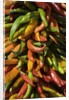 Chile peppers by Anonymous