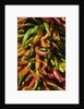 Chile peppers by Anonymous