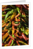 Chile peppers by Anonymous