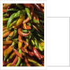 Chile peppers by Anonymous