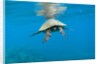 Marine animals by Anonymous