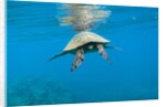 Marine animals by Anonymous