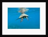 Marine animals by Anonymous