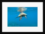 Marine animals by Anonymous
