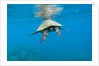 Marine animals by Anonymous