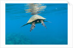 Marine animals by Anonymous
