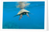 Marine animals by Anonymous
