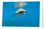 Marine animals by Anonymous