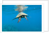 Marine animals by Anonymous