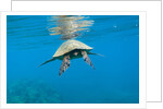 Marine animals by Anonymous
