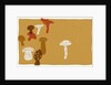 Mushrooms by Anonymous