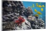 Hard Coral, Yellow Tang and Pencil Urchin, underwater near La Perousse, Makena, Maui, Hawaii by Anonymous