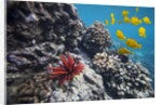 Hard Coral, Yellow Tang and Pencil Urchin, underwater near La Perousse, Makena, Maui, Hawaii by Anonymous