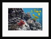 Hard Coral, Yellow Tang and Pencil Urchin, underwater near La Perousse, Makena, Maui, Hawaii by Anonymous