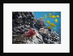 Hard Coral, Yellow Tang and Pencil Urchin, underwater near La Perousse, Makena, Maui, Hawaii by Anonymous