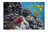 Hard Coral, Yellow Tang and Pencil Urchin, underwater near La Perousse, Makena, Maui, Hawaii by Anonymous