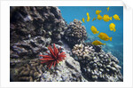 Hard Coral, Yellow Tang and Pencil Urchin, underwater near La Perousse, Makena, Maui, Hawaii by Anonymous