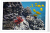 Hard Coral, Yellow Tang and Pencil Urchin, underwater near La Perousse, Makena, Maui, Hawaii by Anonymous