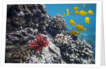 Hard Coral, Yellow Tang and Pencil Urchin, underwater near La Perousse, Makena, Maui, Hawaii by Anonymous