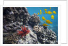 Hard Coral, Yellow Tang and Pencil Urchin, underwater near La Perousse, Makena, Maui, Hawaii by Anonymous