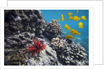 Hard Coral, Yellow Tang and Pencil Urchin, underwater near La Perousse, Makena, Maui, Hawaii by Anonymous