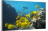 School of Yellow Tang nderwater near La Perousse, Makena, Maui, Hawaii by Anonymous